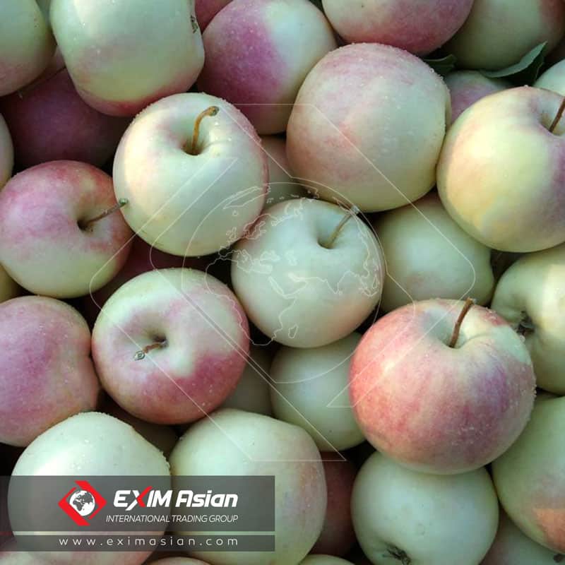 golab apples ( sib golab ) Close Up EXIM Asian
