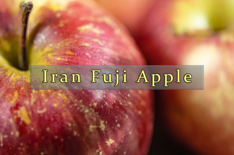 Iranian fuji apple EXIM Asian