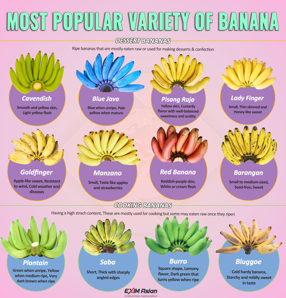 Top 12 Banana Varieties exim asian