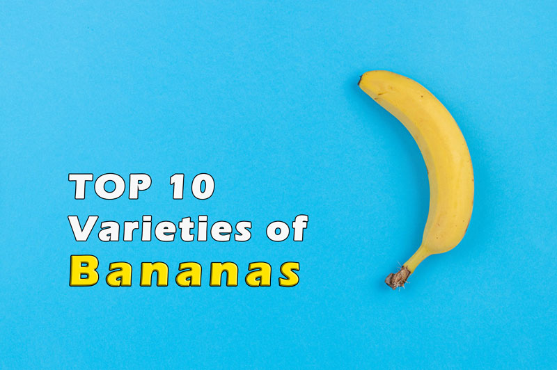 What are the TOP 10 Varieties of Bananas?