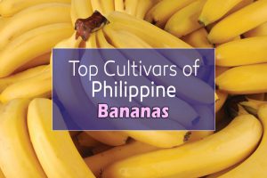 cultivars of philippines bananas