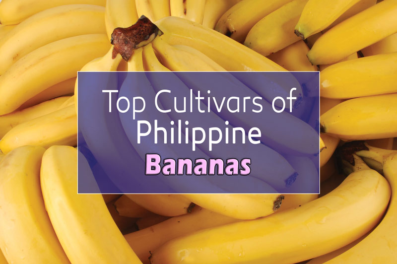 Top Cultivars and Varieties of Philippines Banana