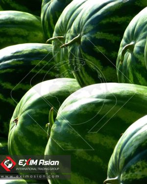 Export Iran Watermelon EXIM Asian