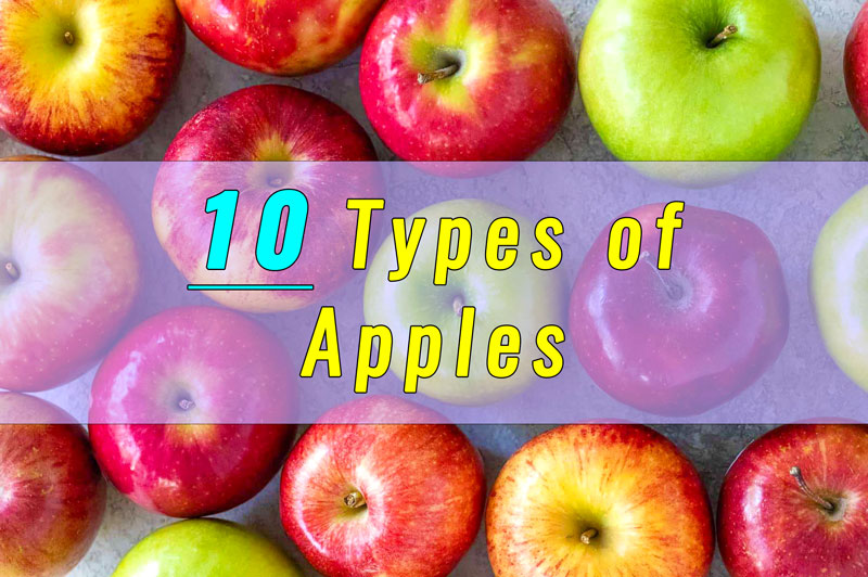 Most Popular Apple Varieties