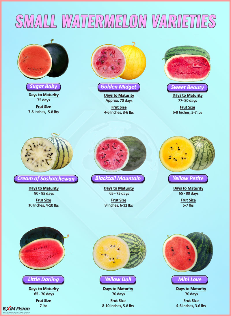 small watermelon varieties