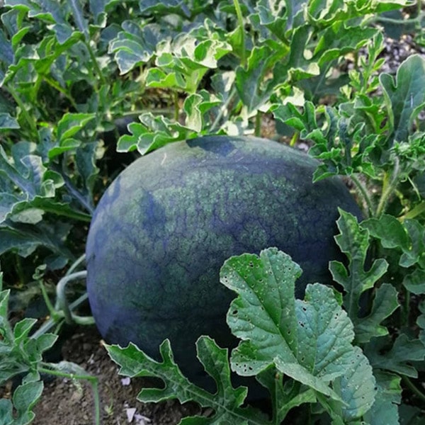 Blacktail Mountain watermelons exim asian