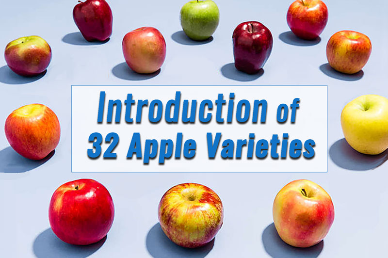 The Etymologies Behind 32 Apple Cultivar Names