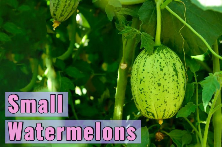 varieties of small watermelons exim asian