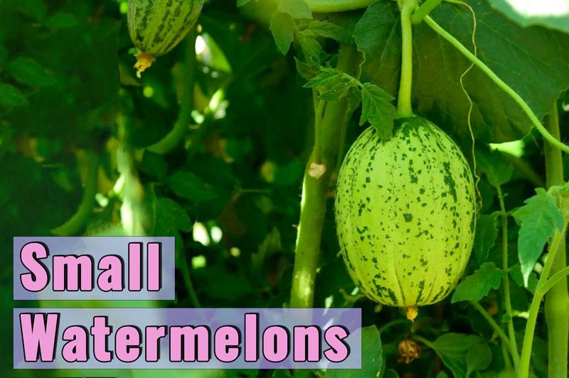 Different Varieties of Small Watermelons