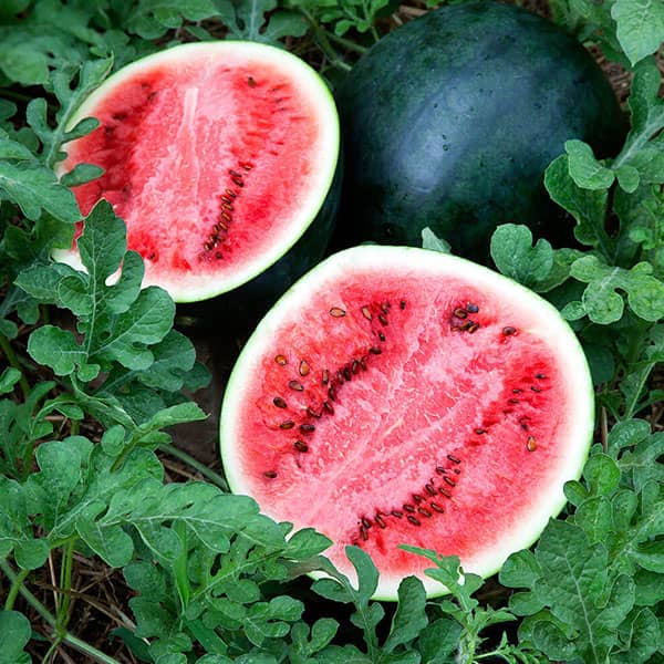 sugar baby watermelons exim asian